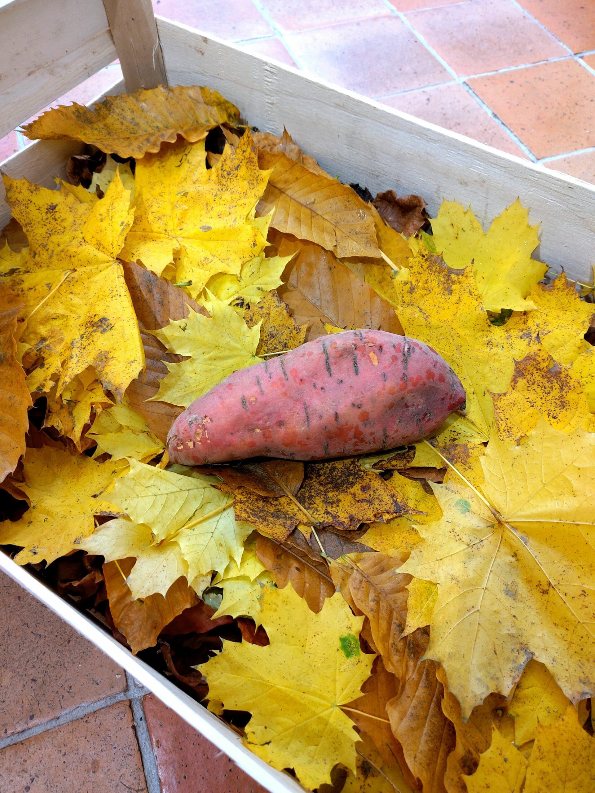 photo d'une patate douce